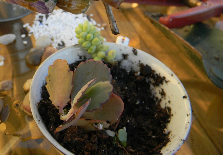 teacup-with-cuttings